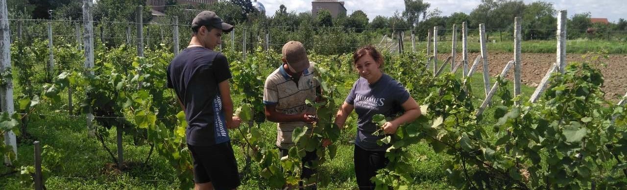 Зелені операції на винограднику